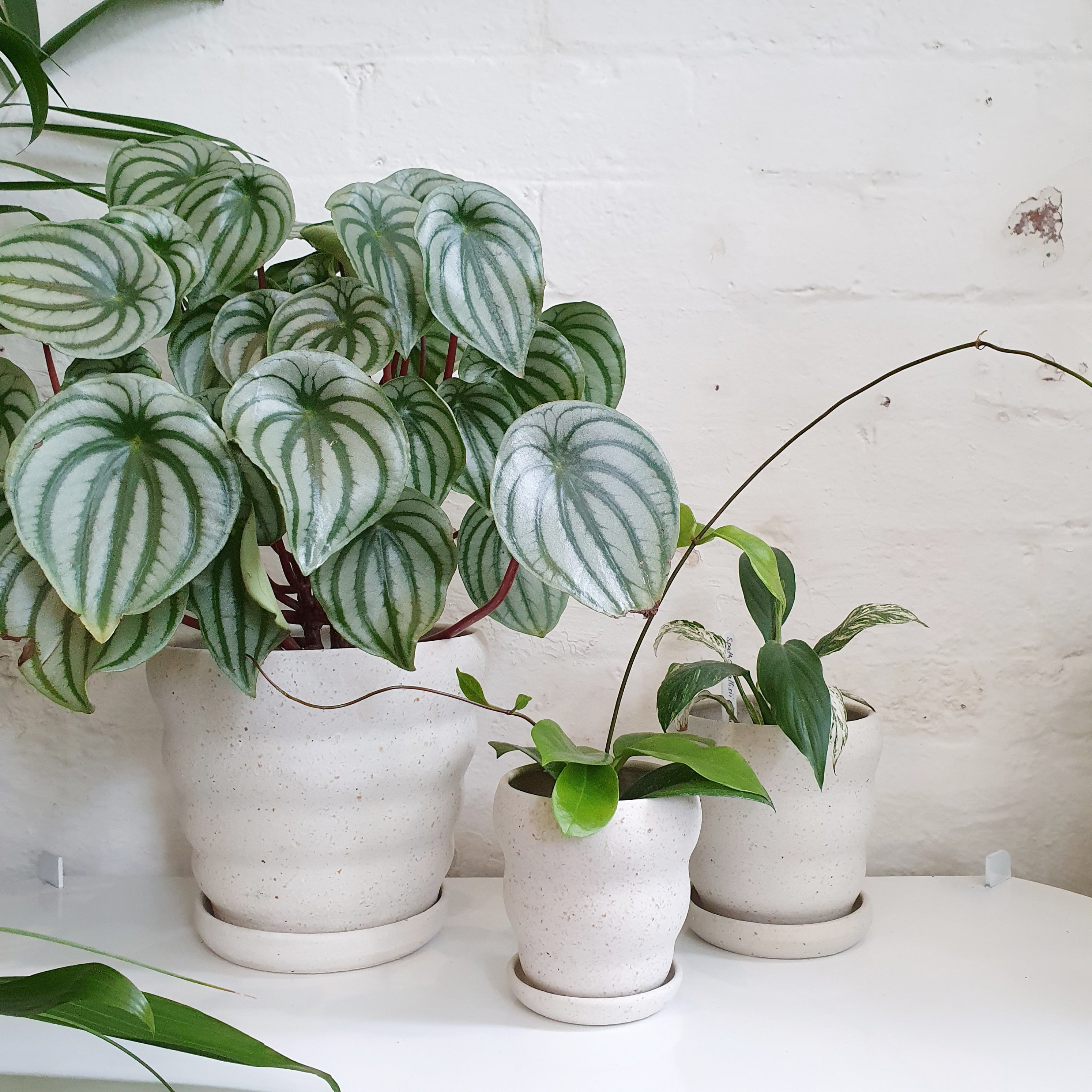 Lene Kuhl Ceramics Planters - Wave